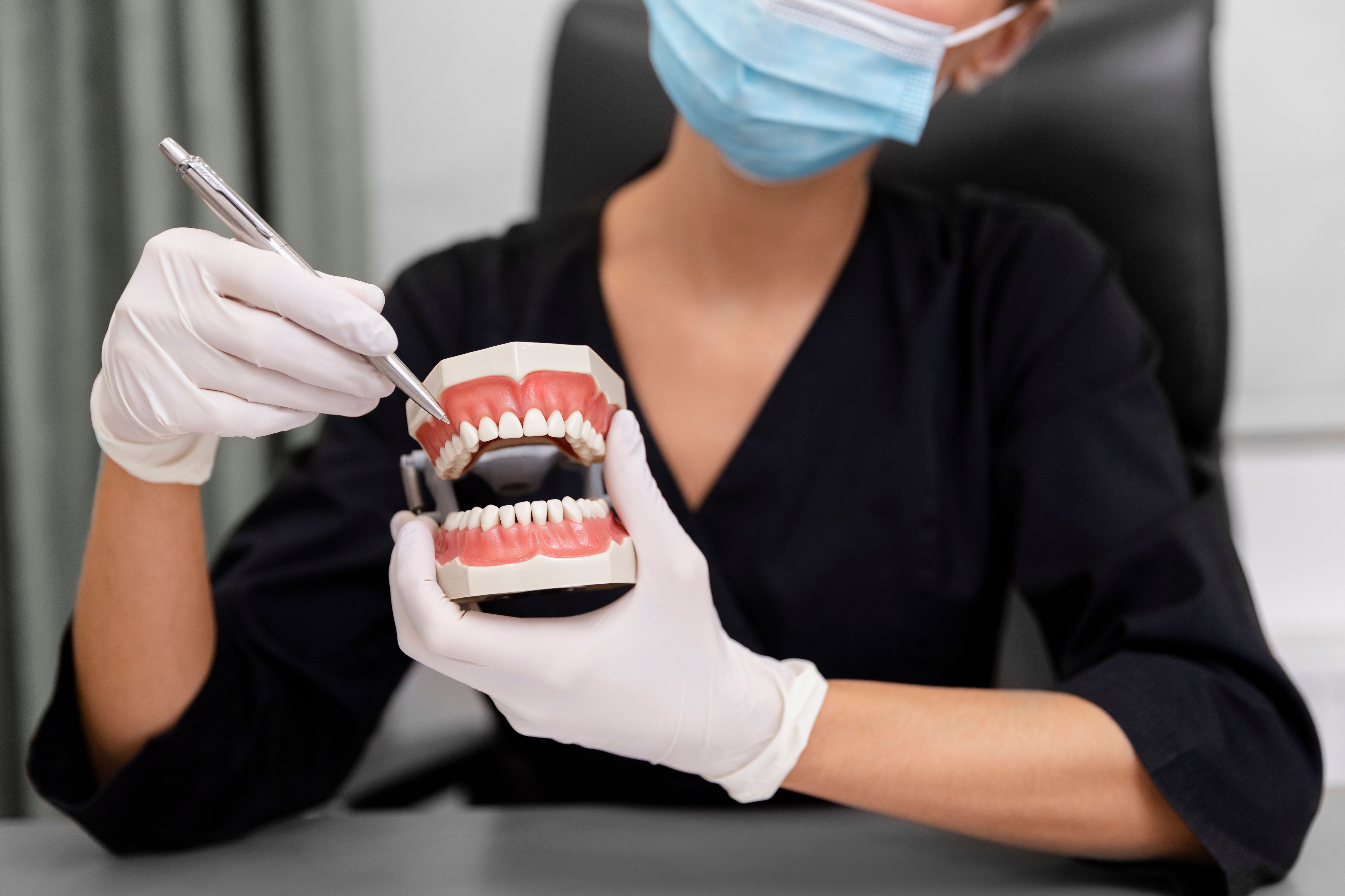 close-up-dentist-holding-teeth-model.jpg